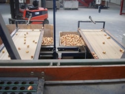 Sizing the Tulips